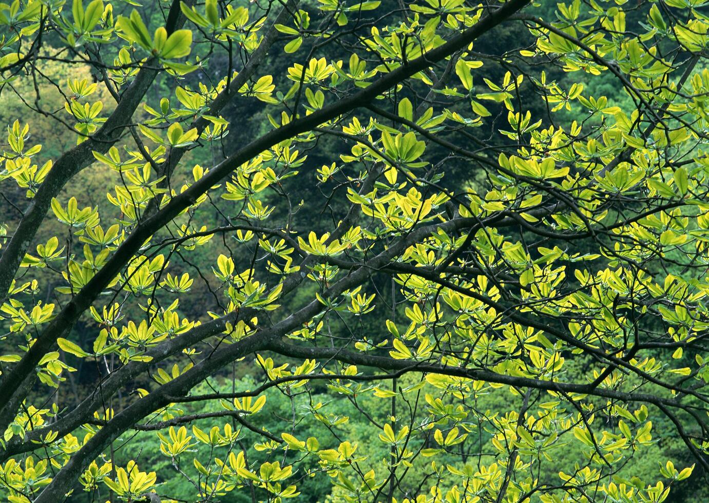 Vol.422 Four Seasons, Scenery of Japan. High quality photo