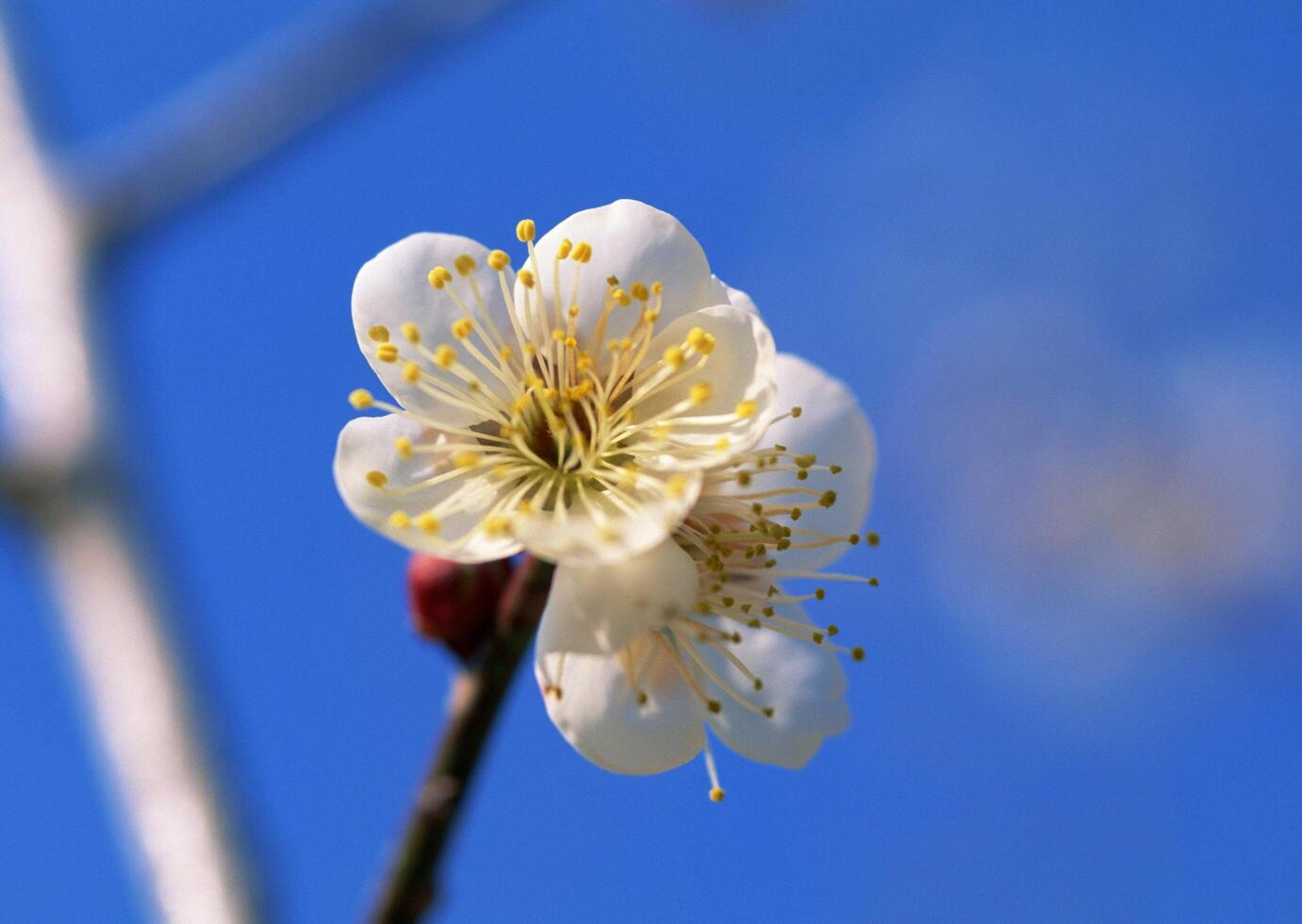 A single white flower on a branch of a tree photo