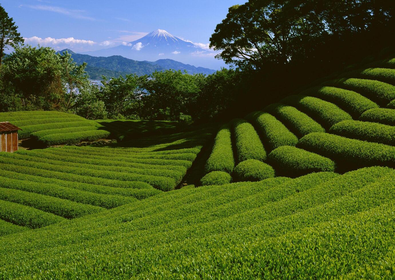 Tea garden field. HiVol. 15 photo