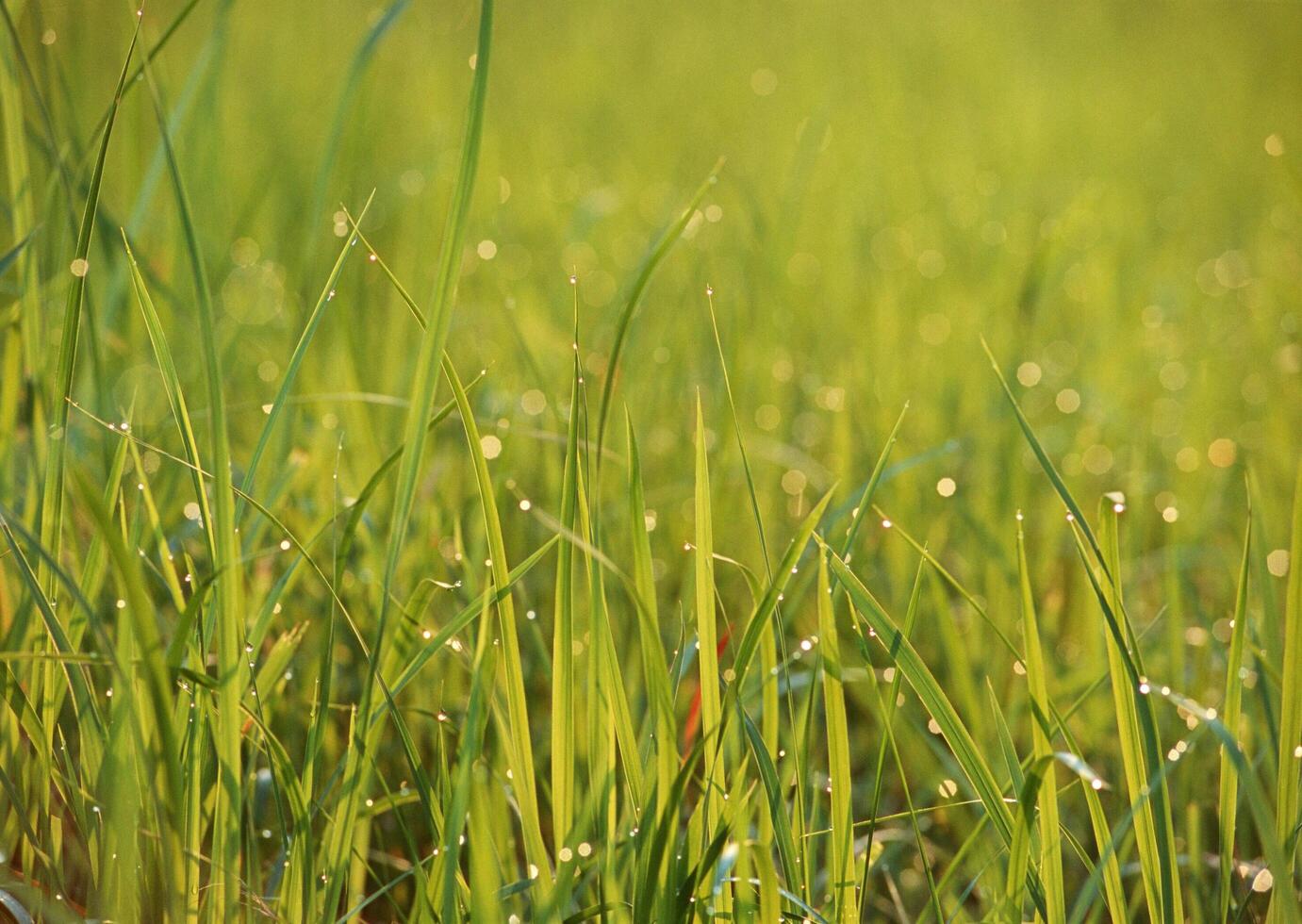 Field with green view. open space, outdoor. HVol. 24 photo