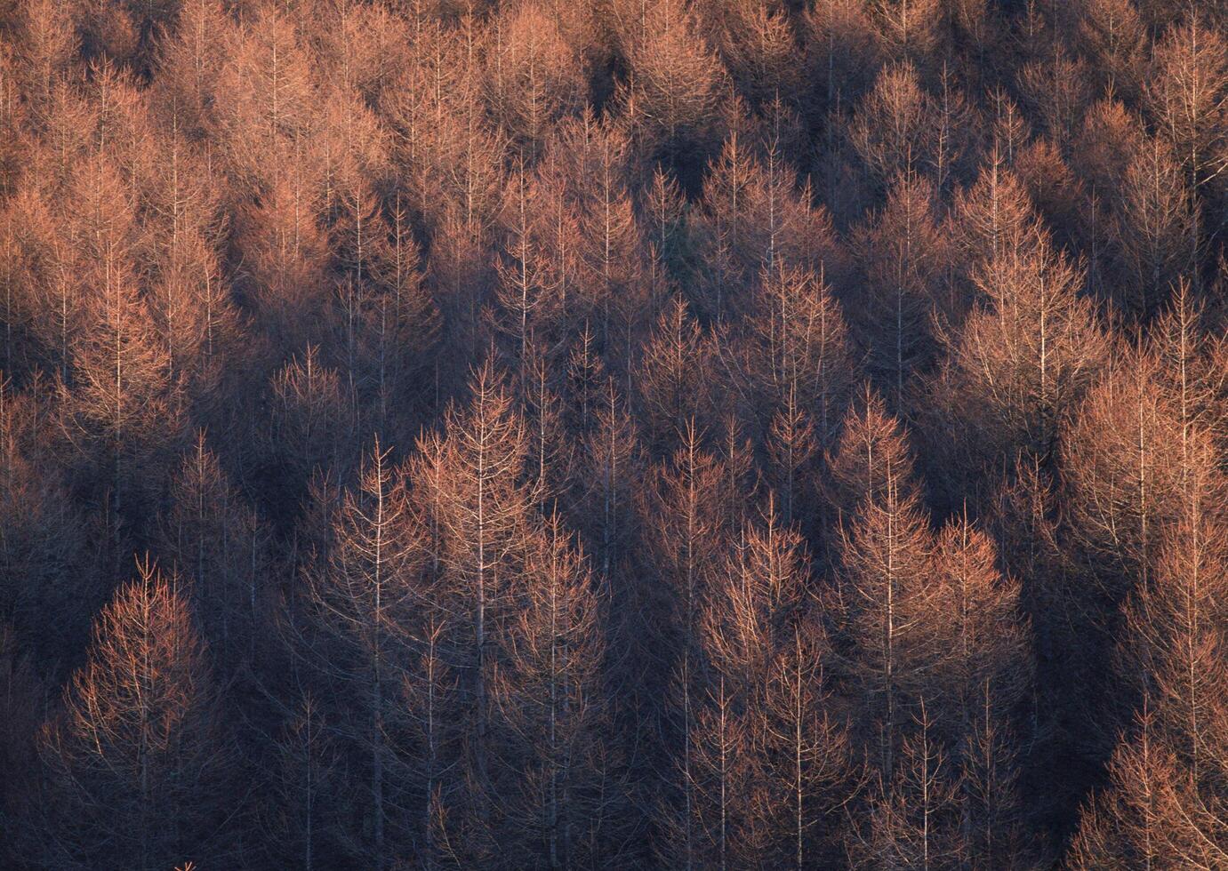 a forest with many trees in the middle of the day photo