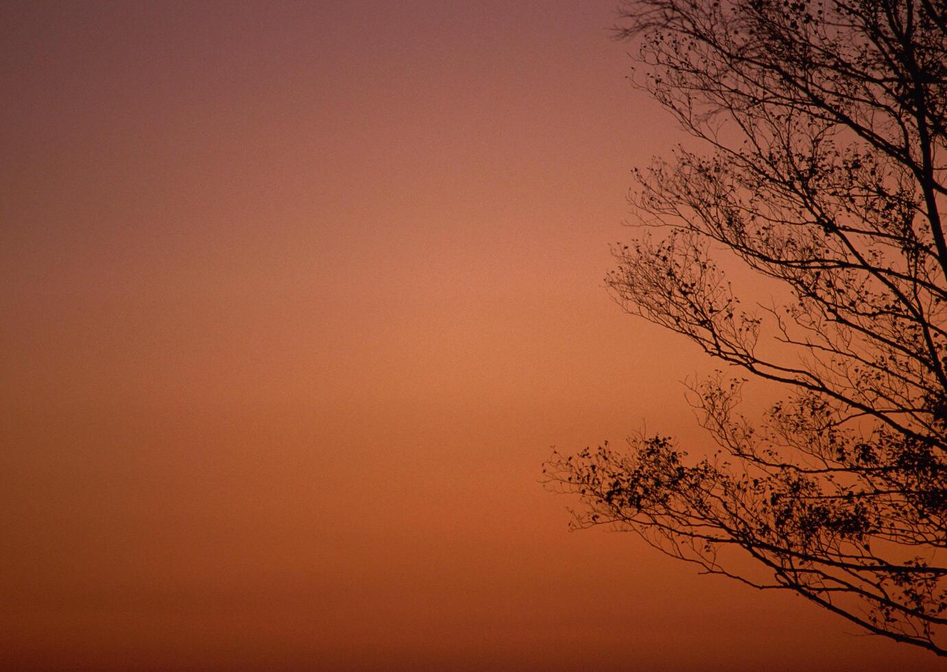 a plane flying over a tree at sunset photo