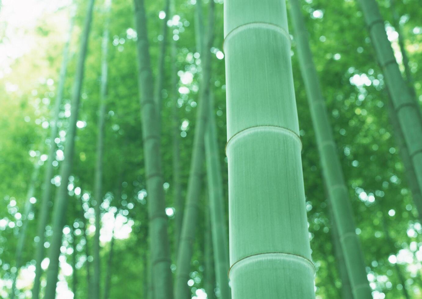 Bamboo forest wallpaper. photo