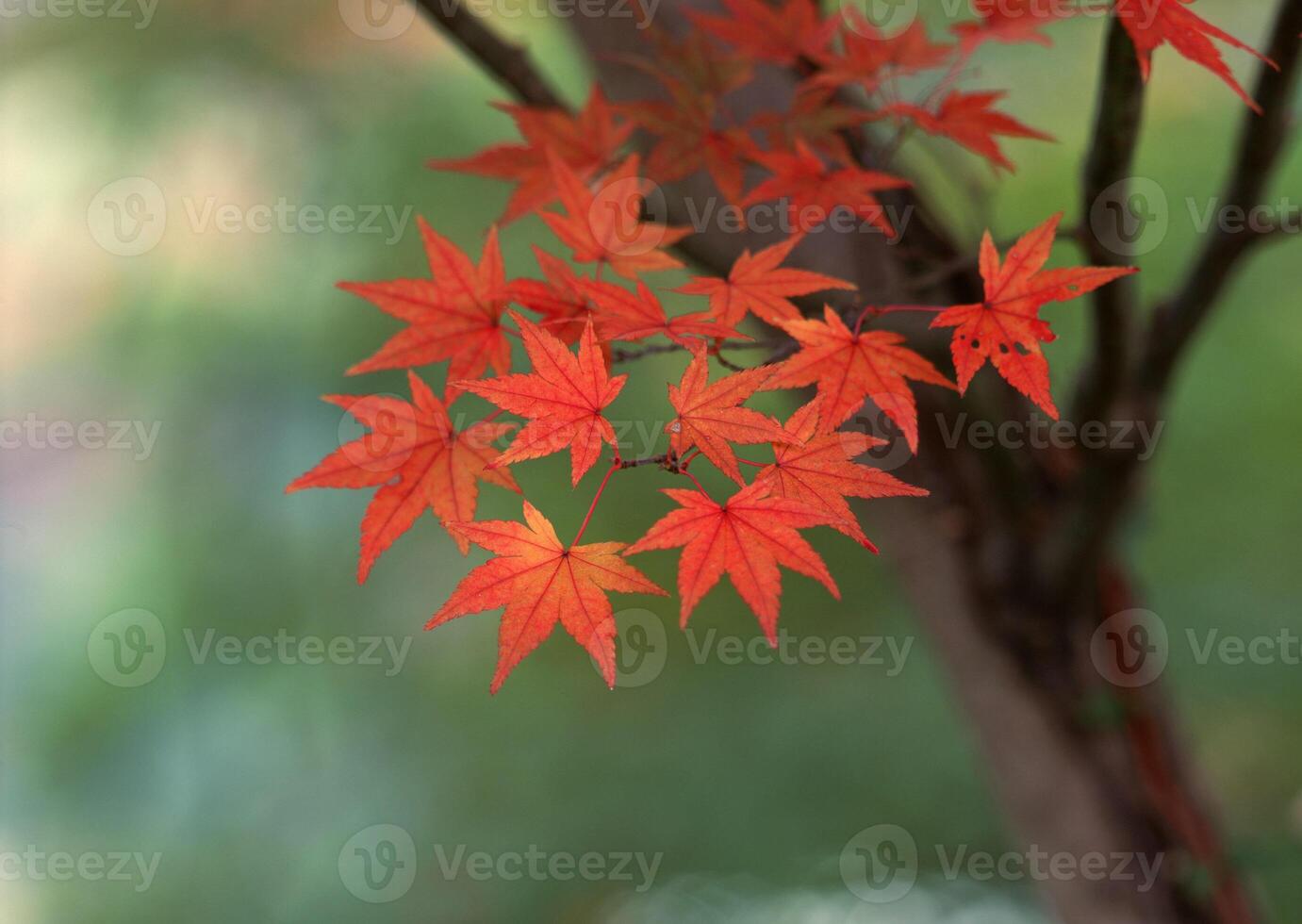 Red maple leaf on a branch photo