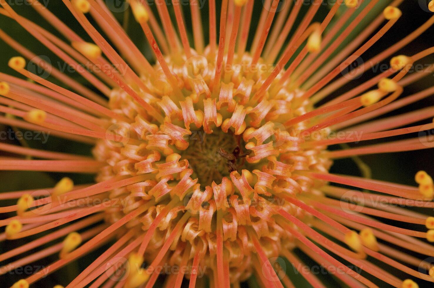 Macro of a protea, South Africa photo