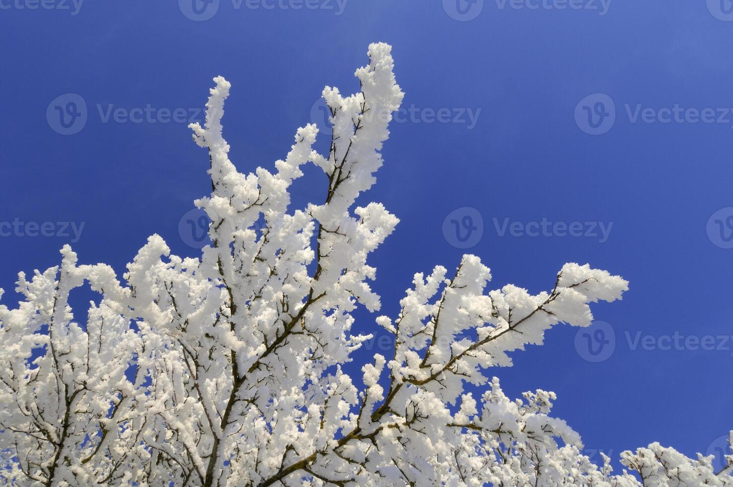 Hoar-frost on tree branches. High quality photo