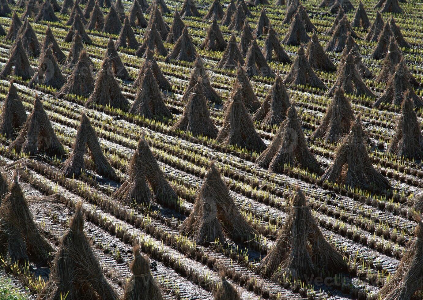 Harvest Stacks in Field. High quality photo