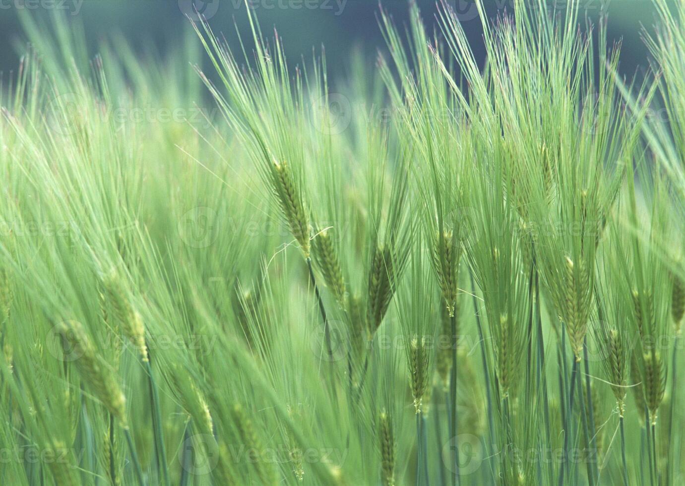 Close-up of Green Grain. High quality photo