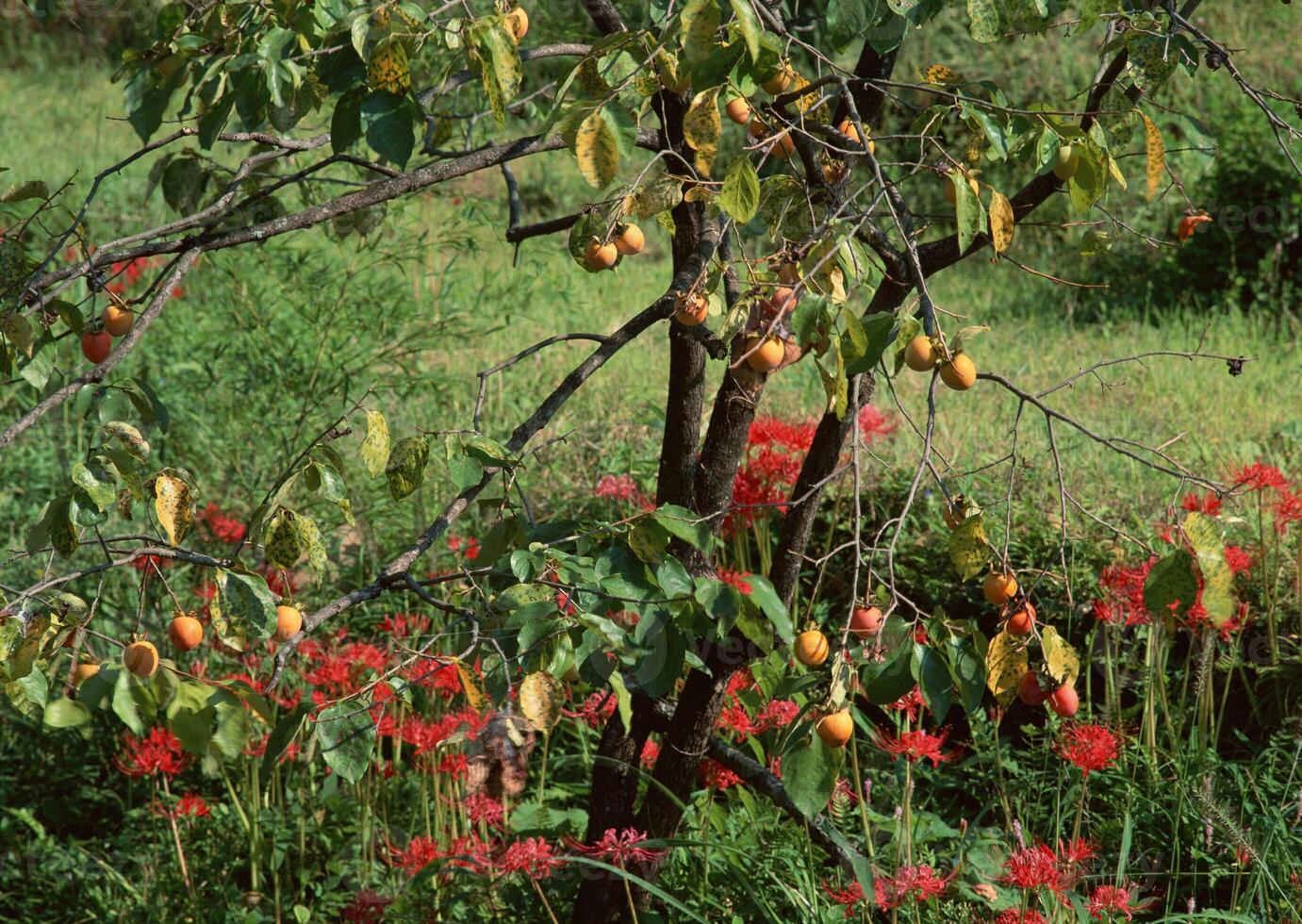 Persimmon Tree and Red Spider Lilies. High quality photo