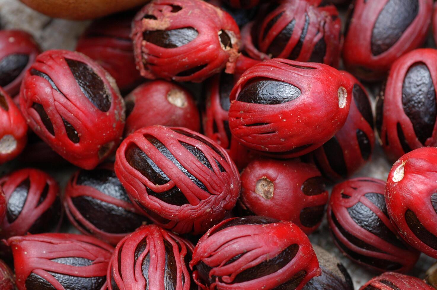 A close up of red and black fruit photo