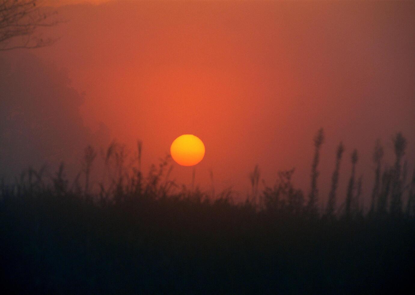 A sunset over a field with tall grass photo