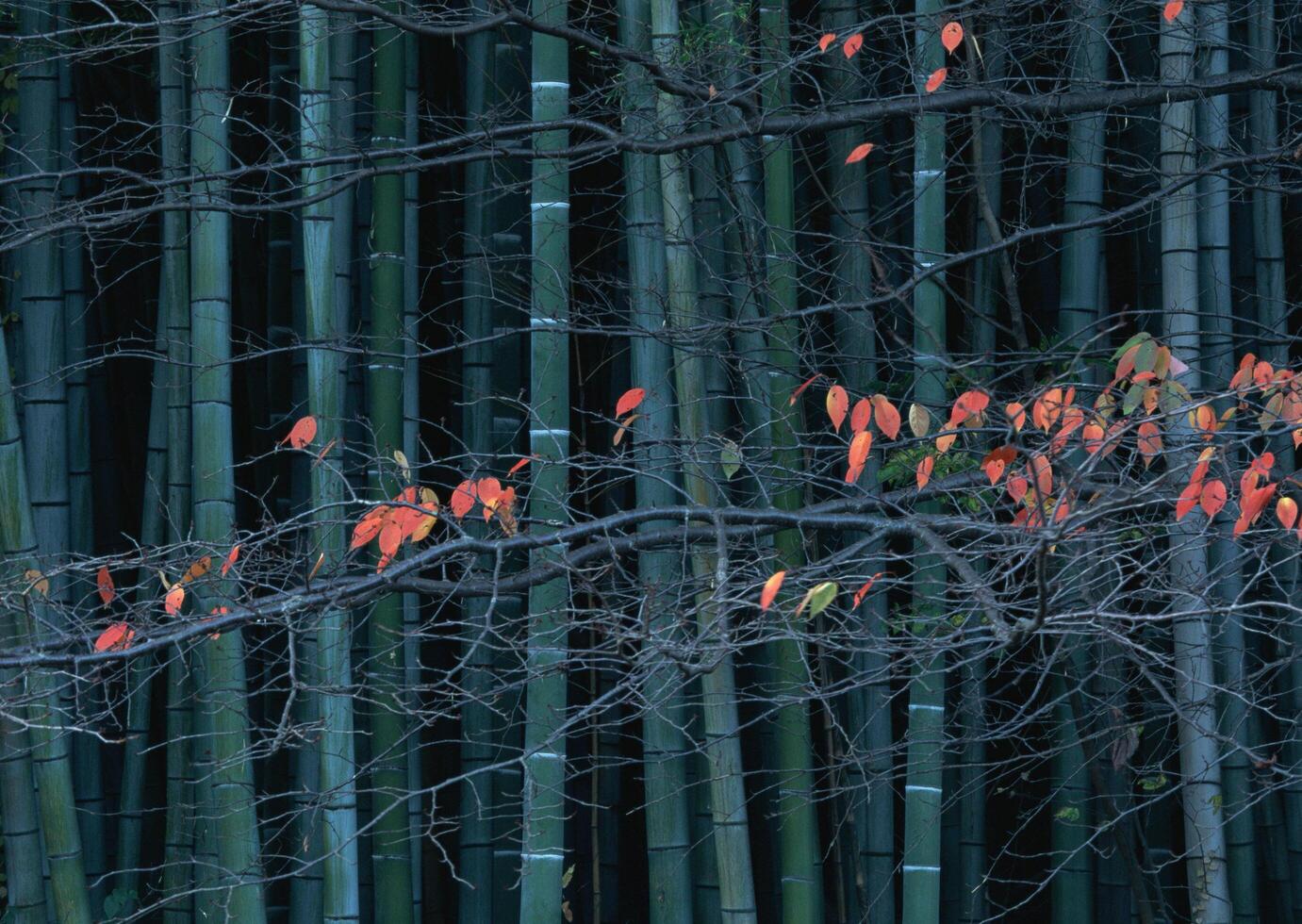a tree with red leaves photo
