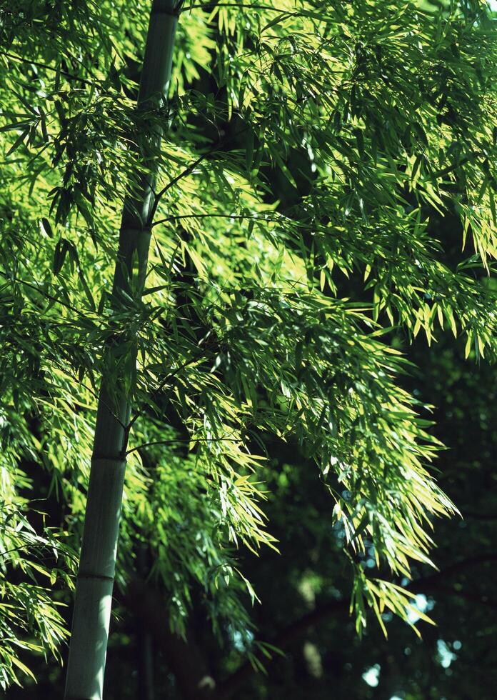 a close up of a tree with a bird photo