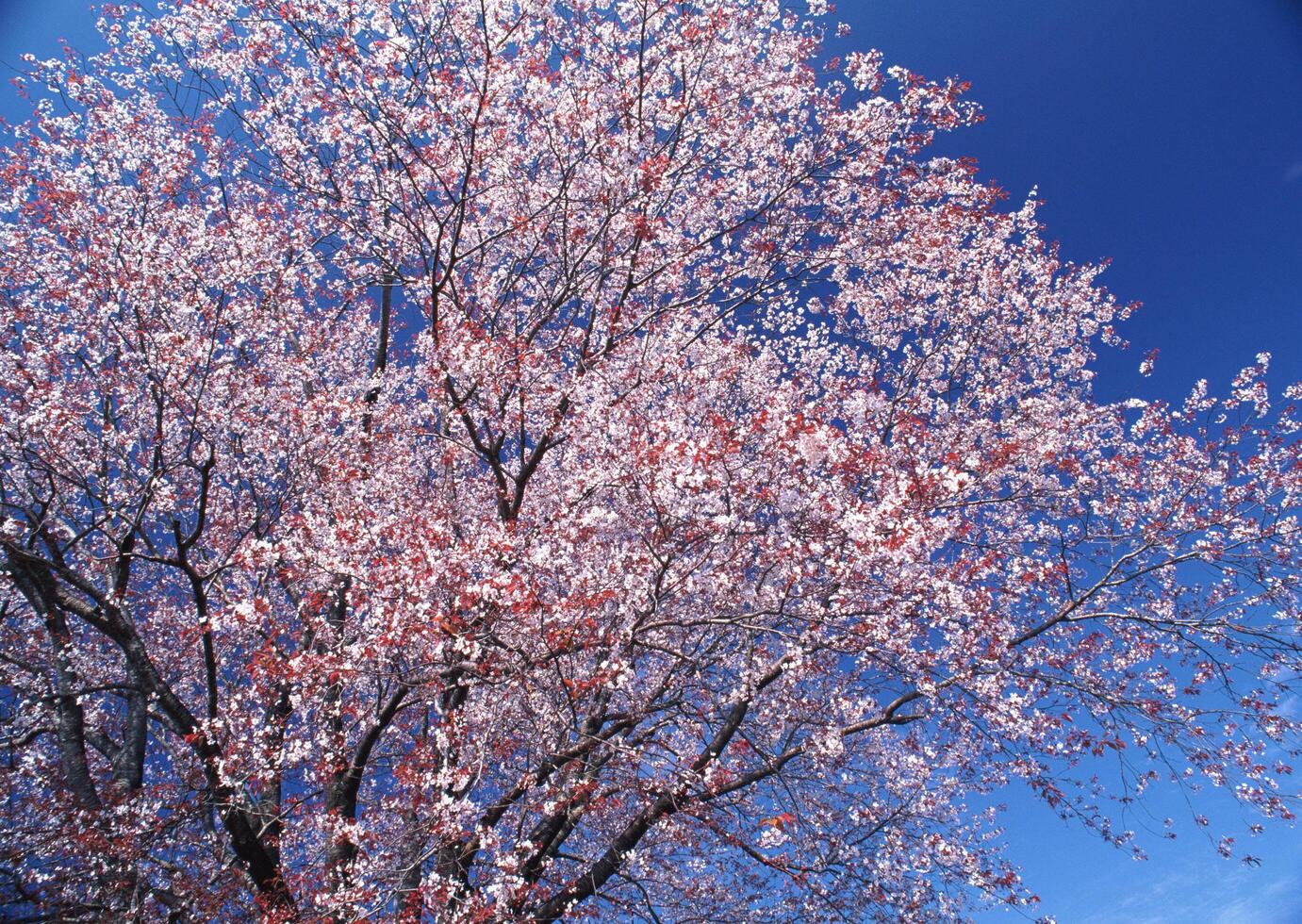 A tree with pink flowers and blue sky. photo