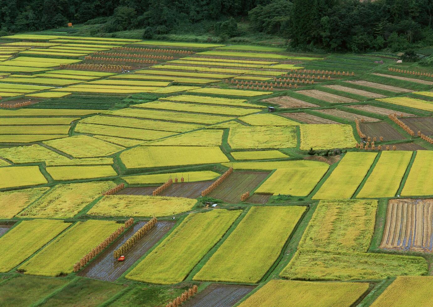 Field with green view. open space, outdoor. Vol. 111 photo