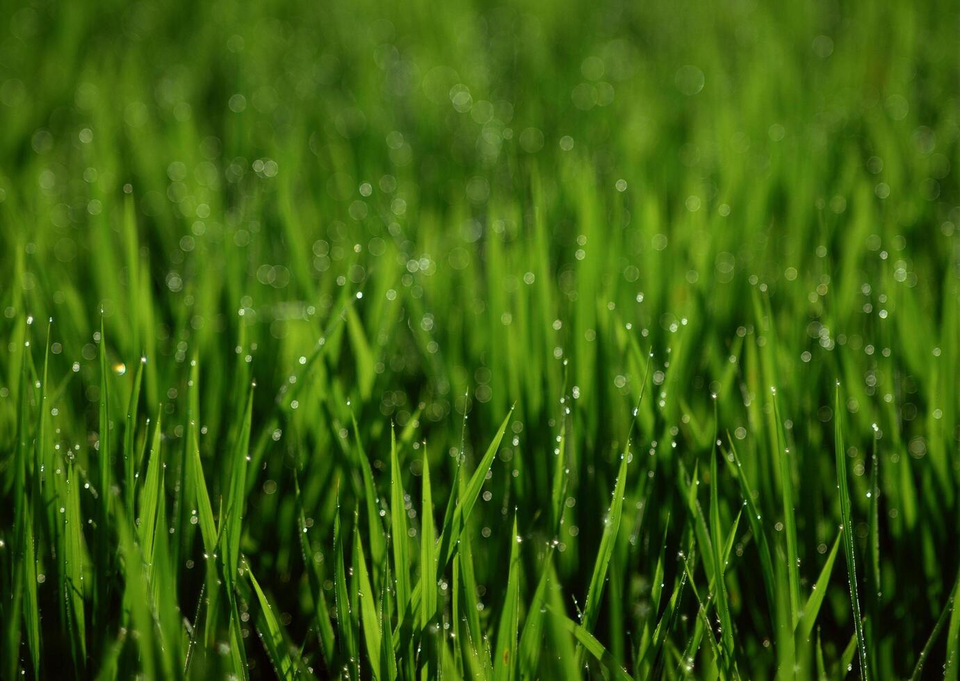 Field with green view. open space, outdoor. HiVol. 265 photo
