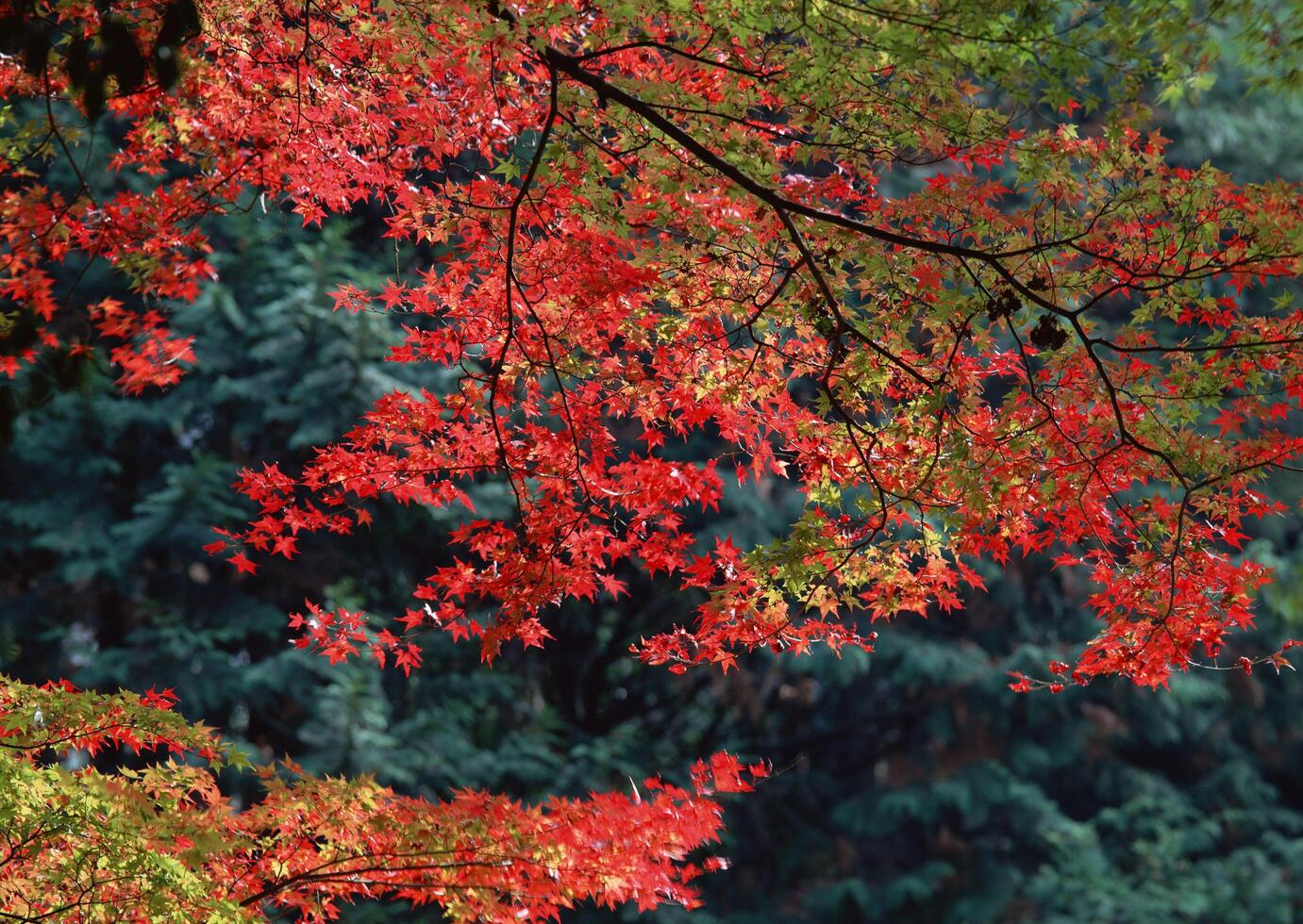 a red maple tree with leaves in the fall. photo