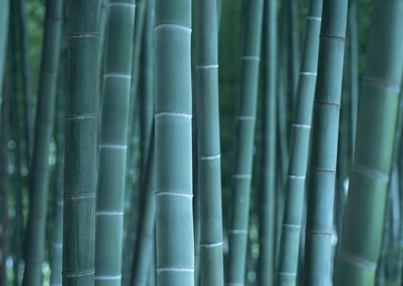 a close up of a bamboo forest with green leaves photo