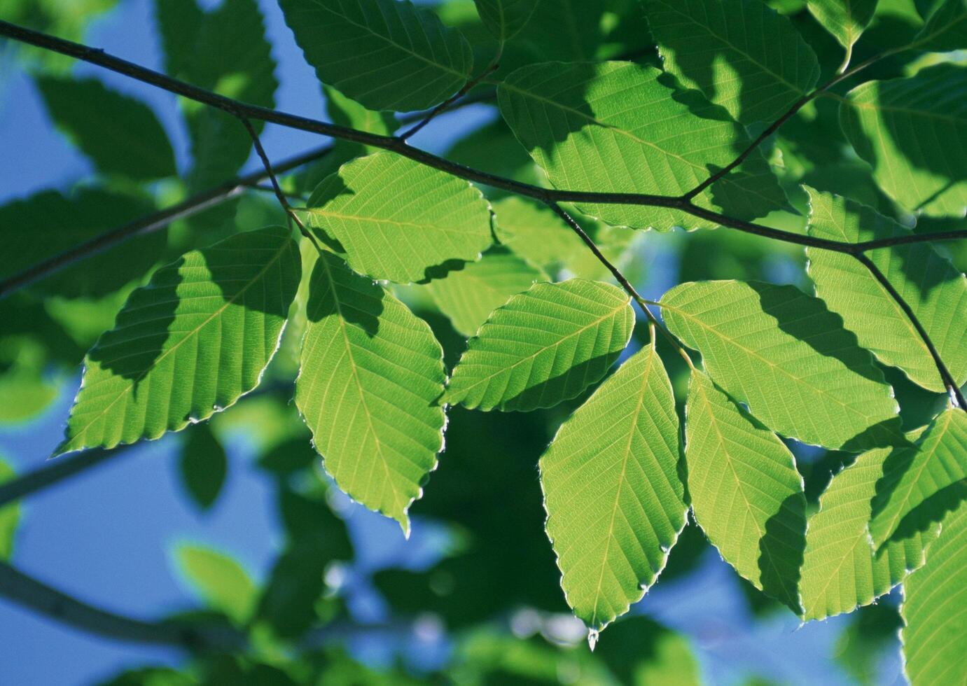 a close up of a tree with green leaves, photo