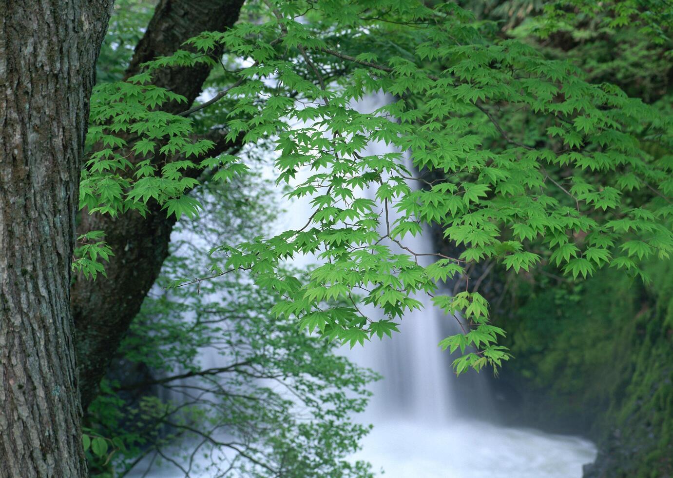 Four Seasons, Scenery of Japan 122 photo