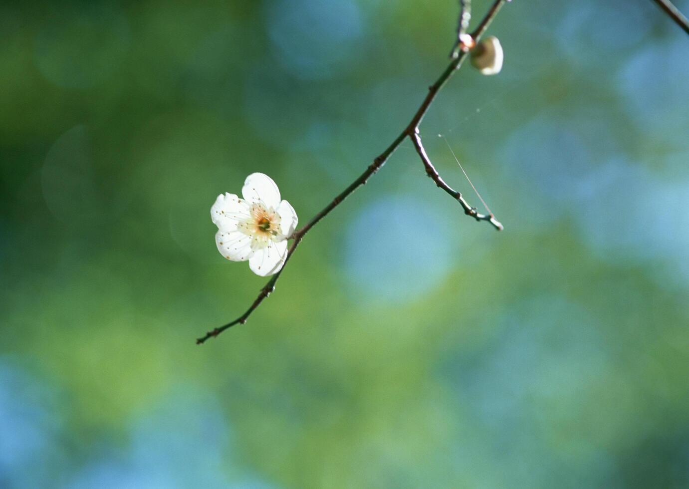 a single white flower on a branch with a green background photo