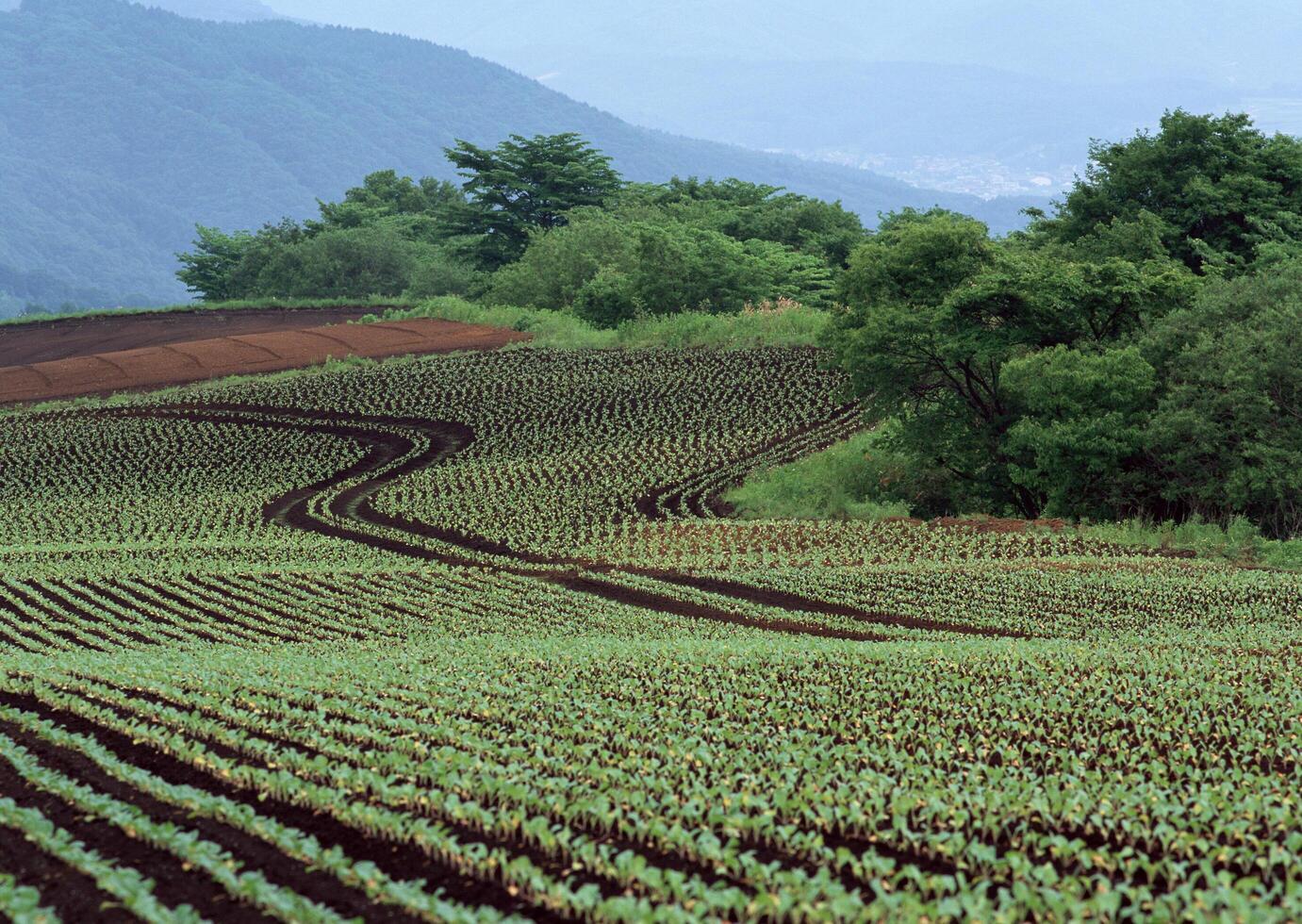 Green Rice Field Texture. HVol. 1 photo