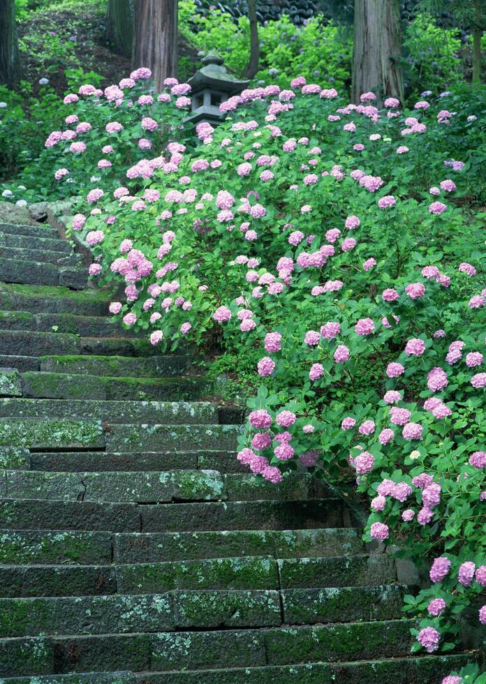 A stone staircase with pink flowers growing on it photo