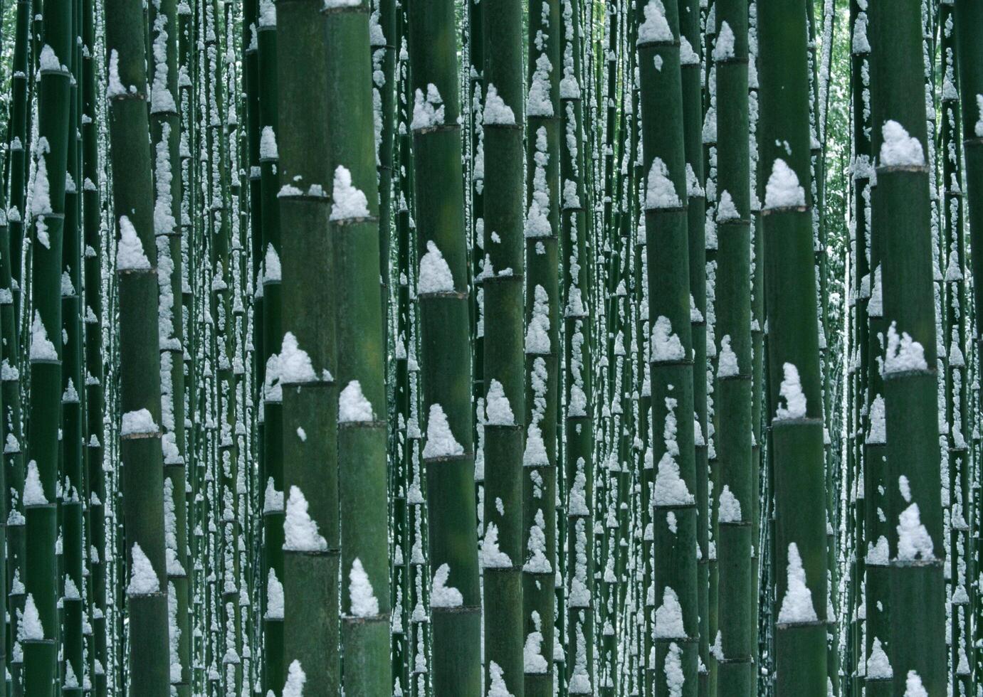 a bamboo forest with snow on the ground photo