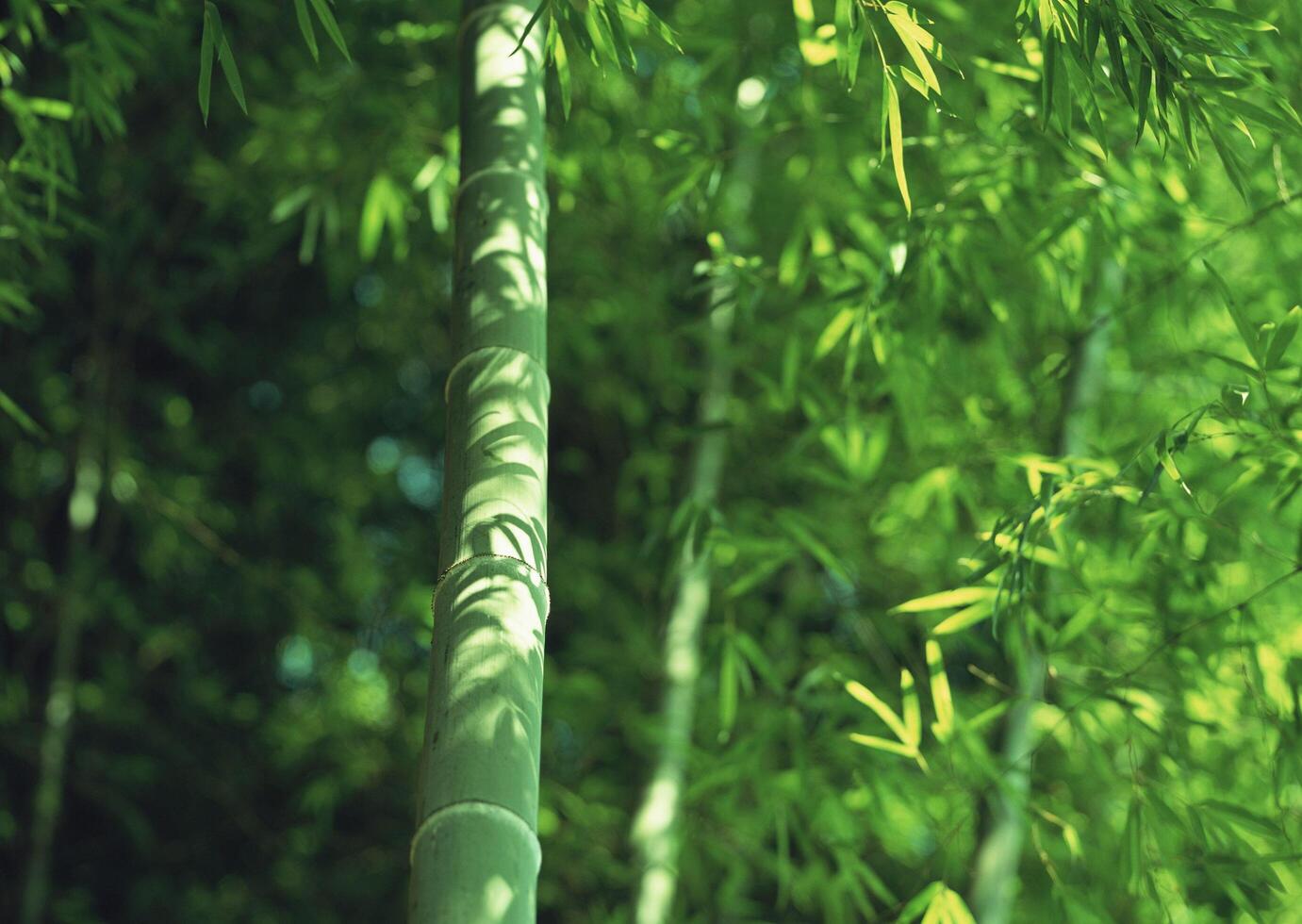 Bamboo tree with green leaves and green leaves. lab photo