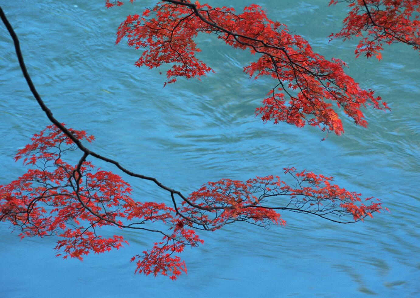 a tree branch with red leaves photo