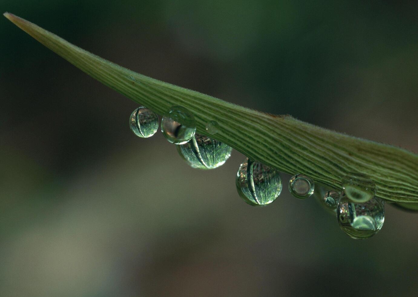 Water droplets on a leaf photo