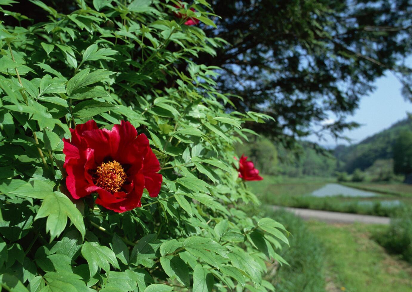 a red peony blooming in front of a green bush photo