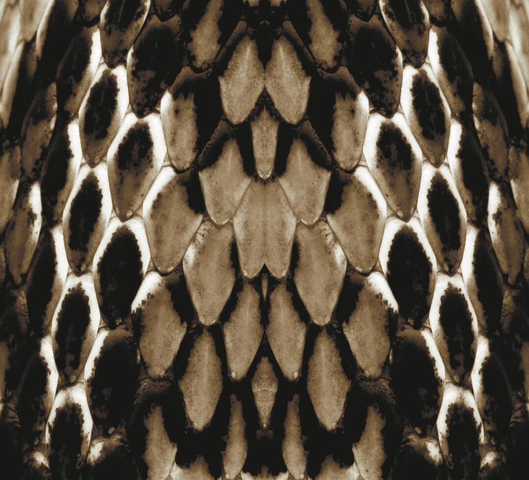 A black and white snake skin pattern photo