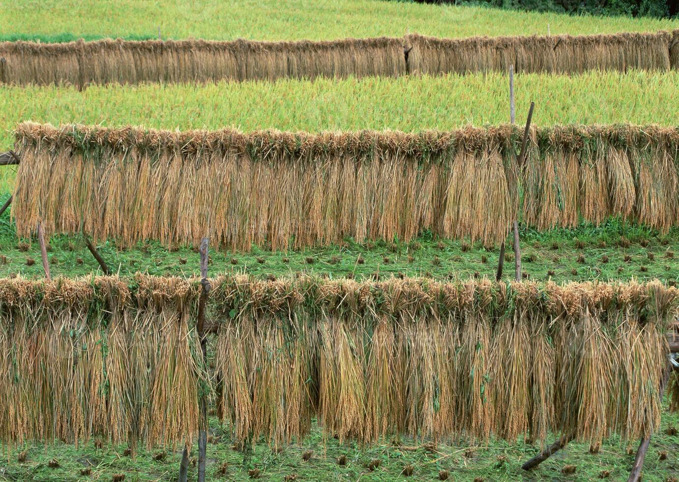Tall fescue Unlike grasses that spread by horizontal above- and below-ground stems, tall fescue is a bunch-type grass. It grows in clumps and spreads primarily through . High quality photo
