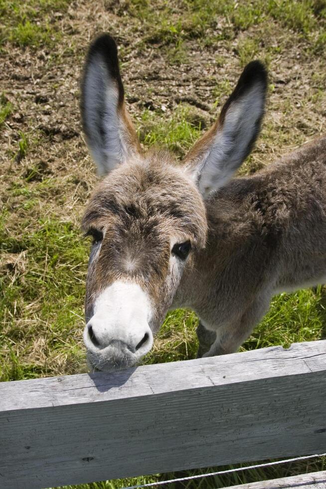 Donkey foal, Equus asinus, Bavaria Germany photo