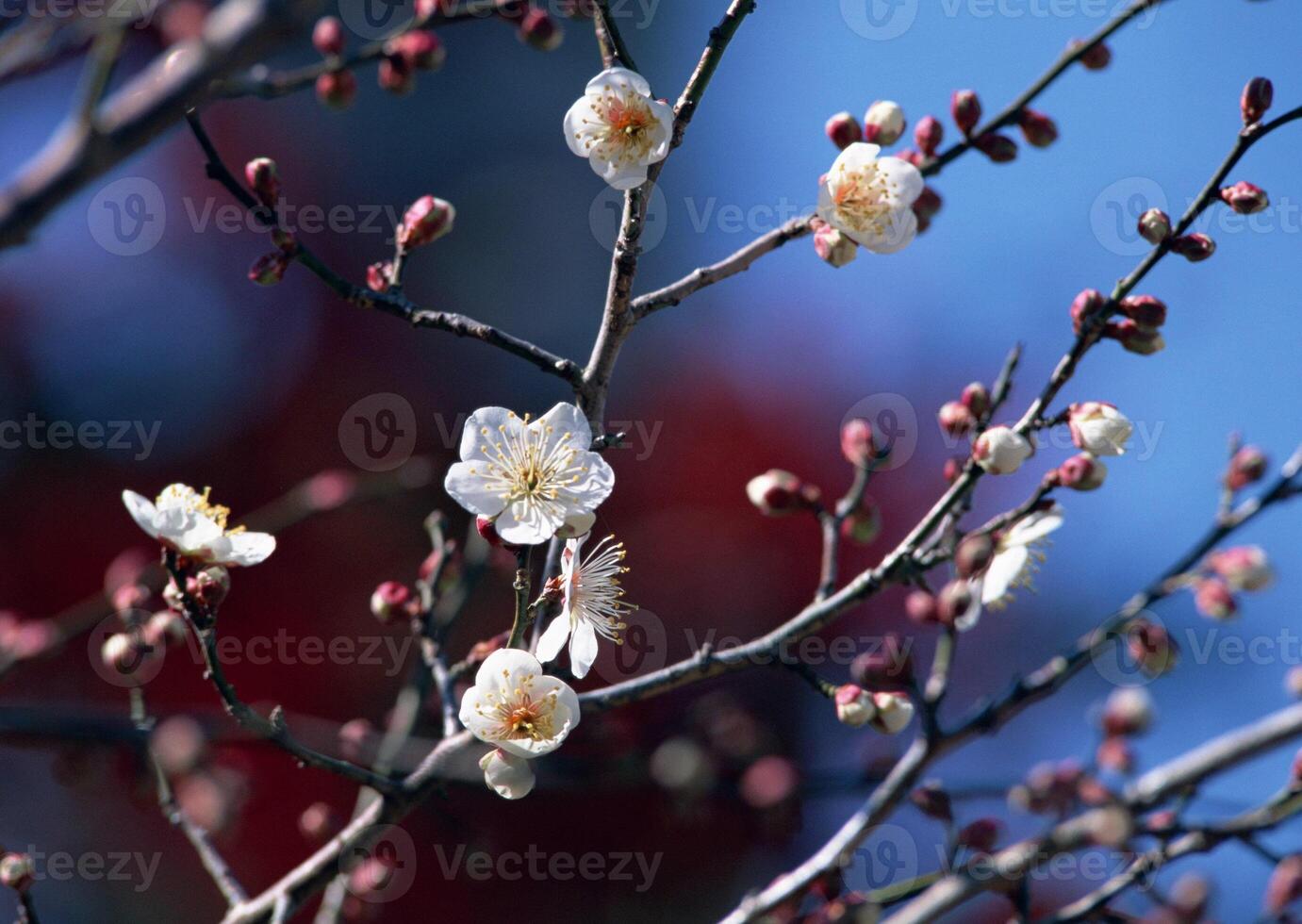 a close up of a tree with white flowers photo