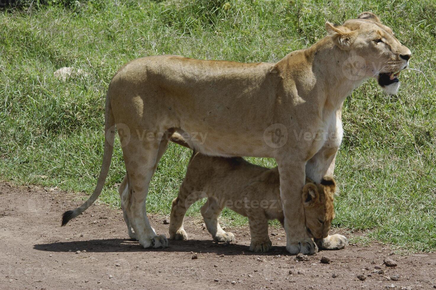 Lioness with baby, Serengeti National Park, Tanzania, Africa photo