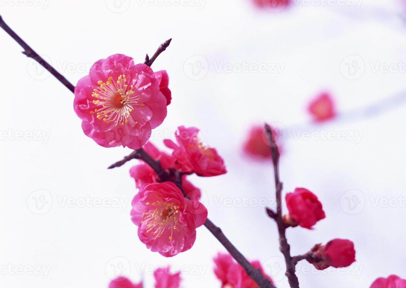 Pink flowers are on a branch in front of a white background photo