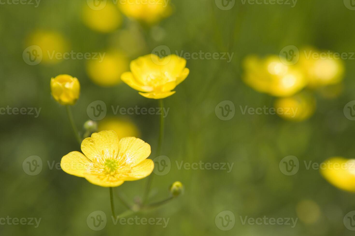 Buttercups , Ranunculus sp., close-up photo