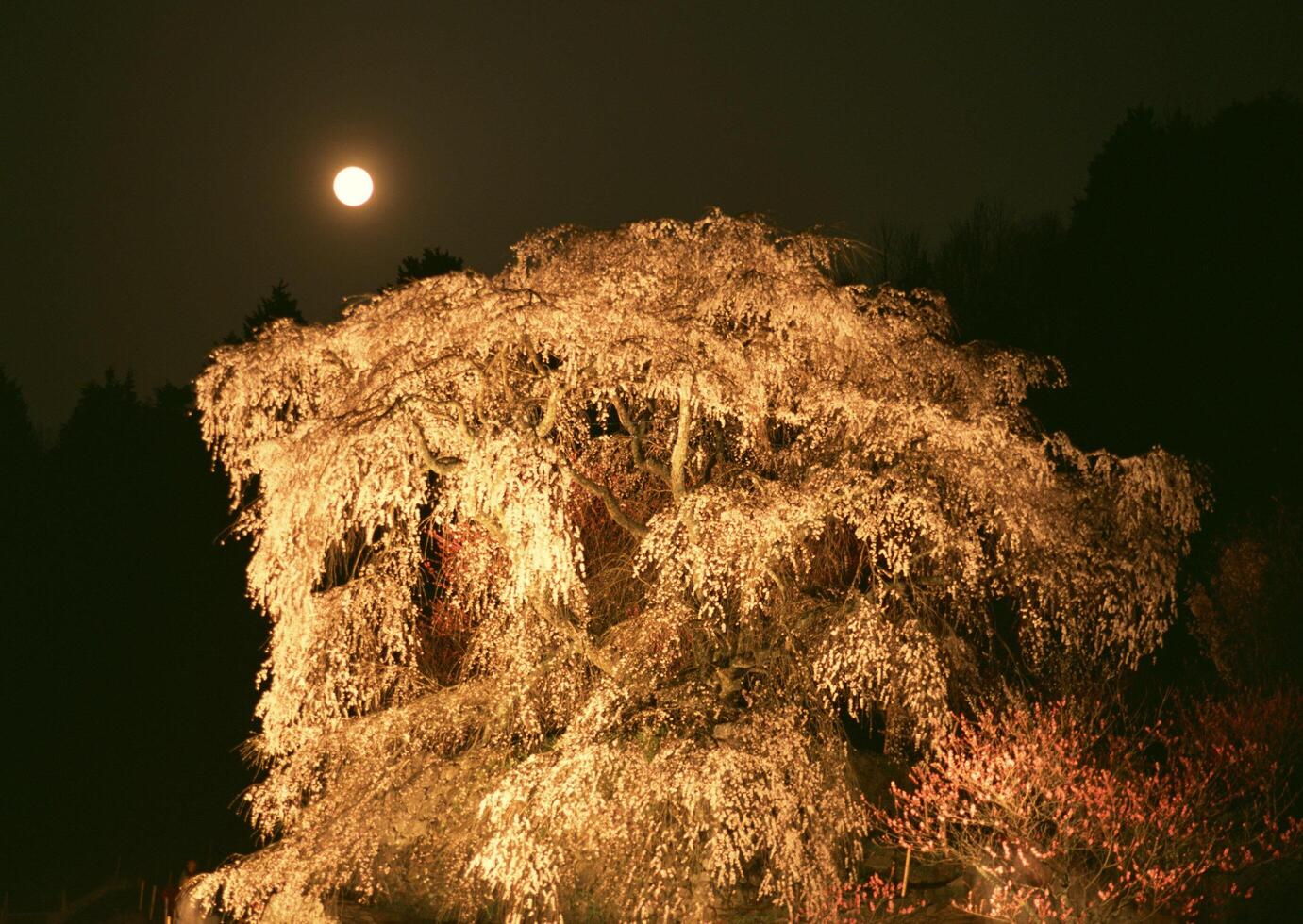 a tree with white flowers and a full moon photo
