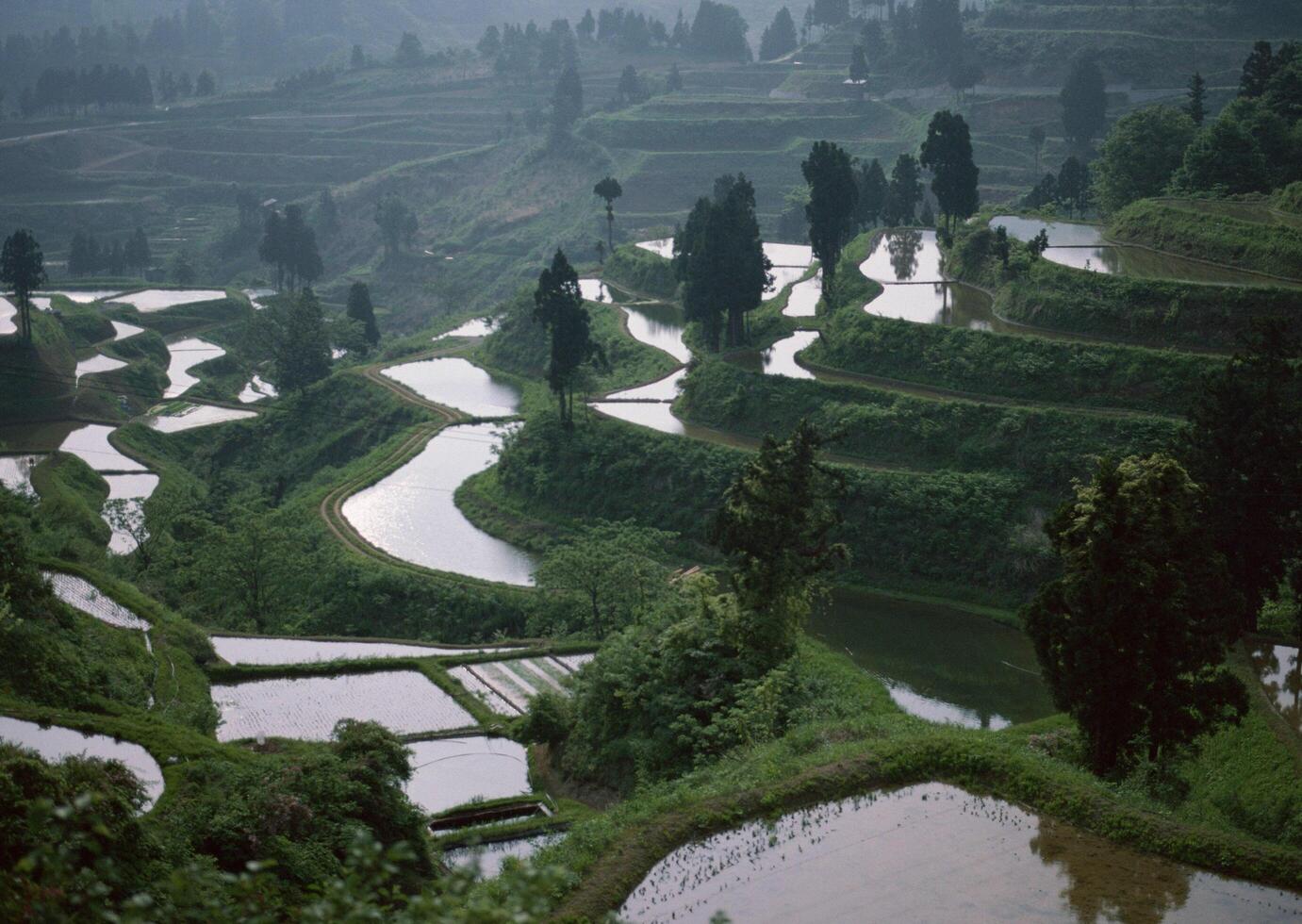 Rice terraces in the mountains of china photo