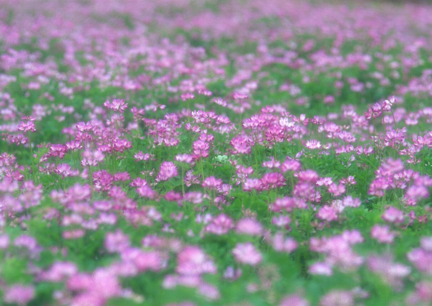 Four Seasons, Scenery of Japan photo