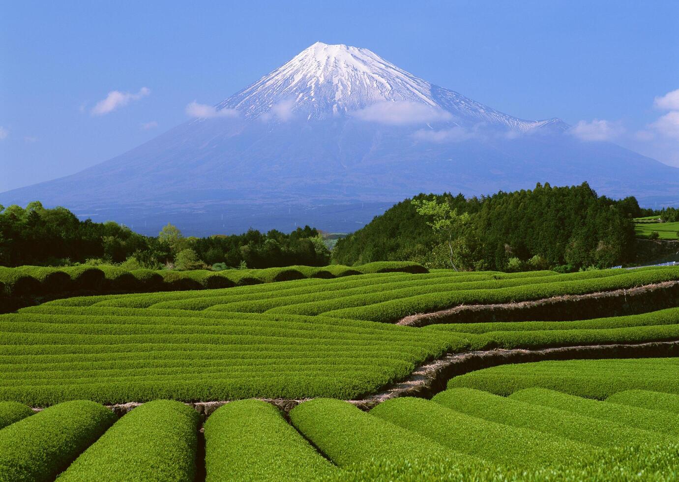 Tea garden field. HVol. 1 photo