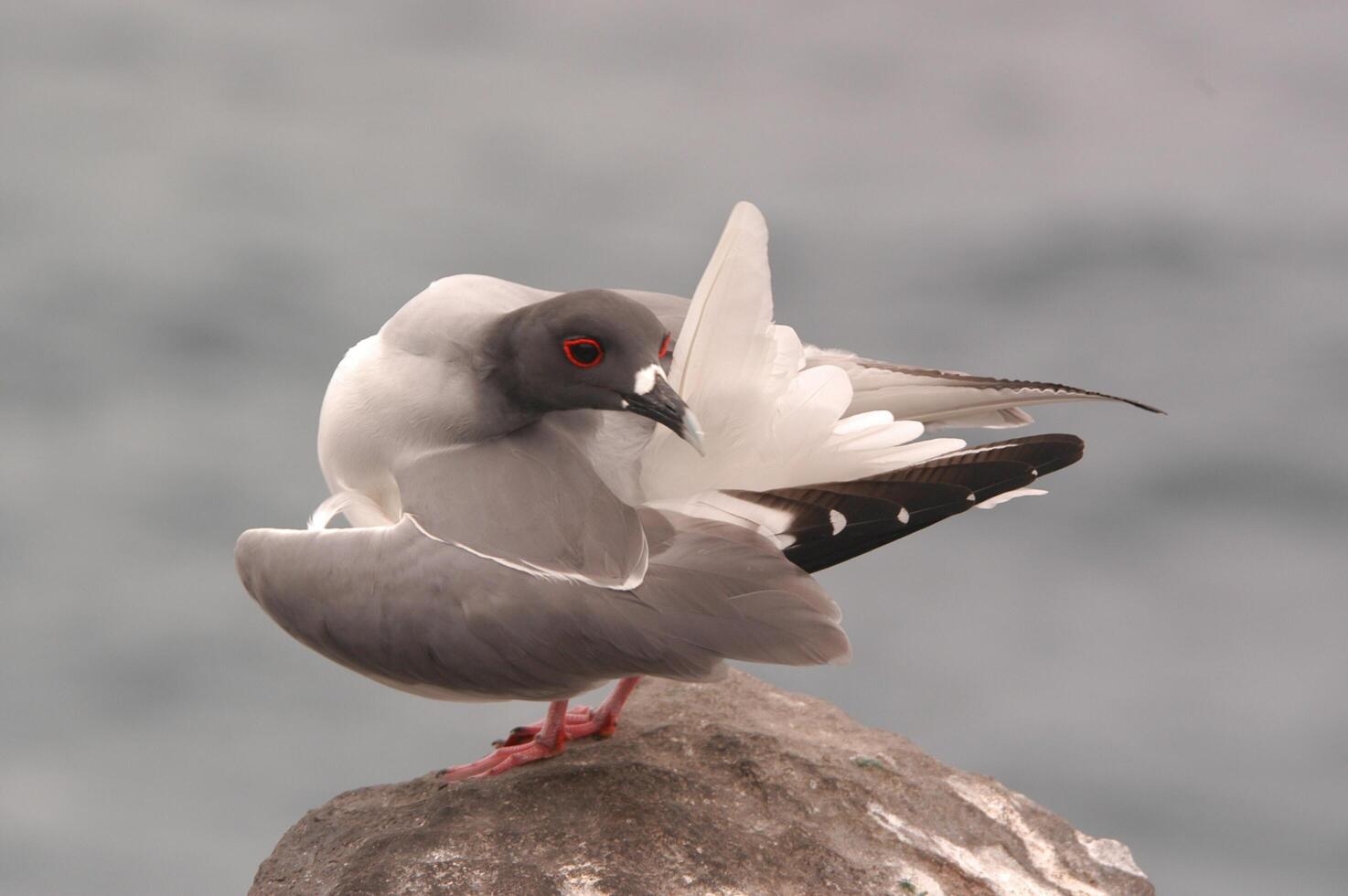 A bird with red eyes is sitting on a rock photo