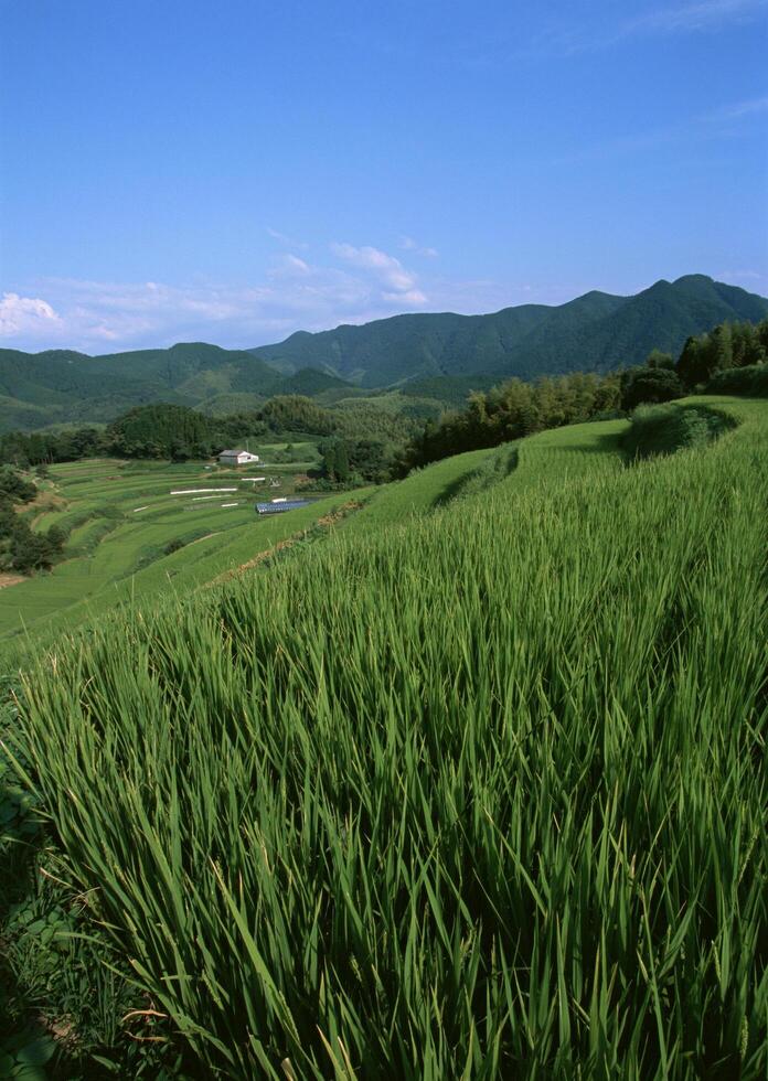 Field with green view. open space, outdoor, High quality photo
