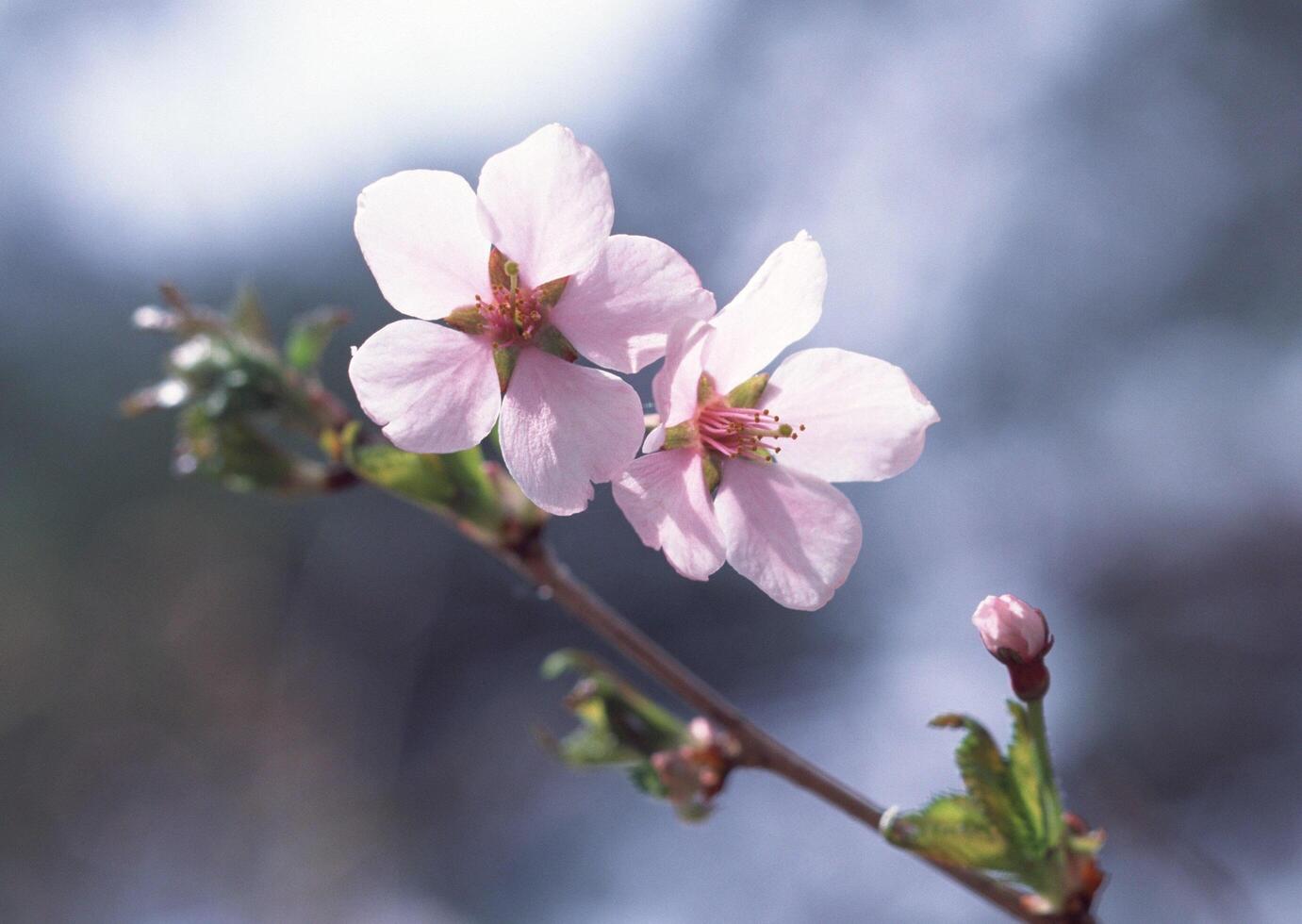 a single pink flower is on a branch photo