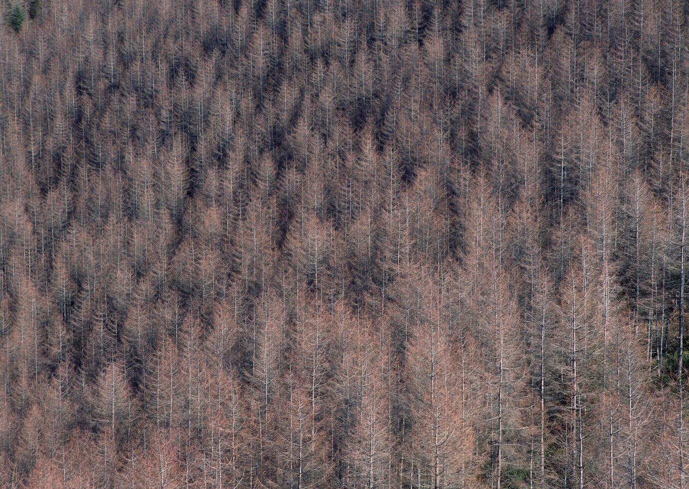 A forest with dead trees and a mountain in the background photo