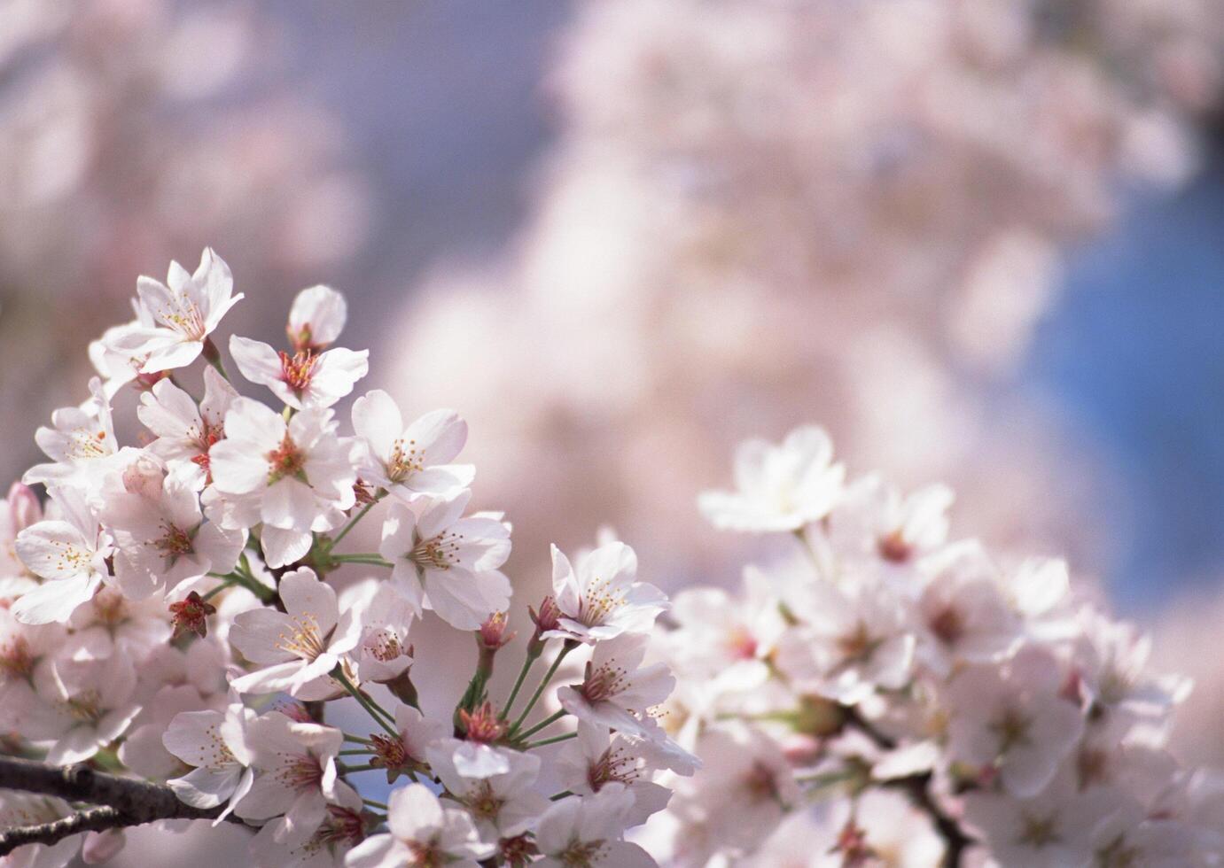 Cherry blossoms are blooming in the springtime photo