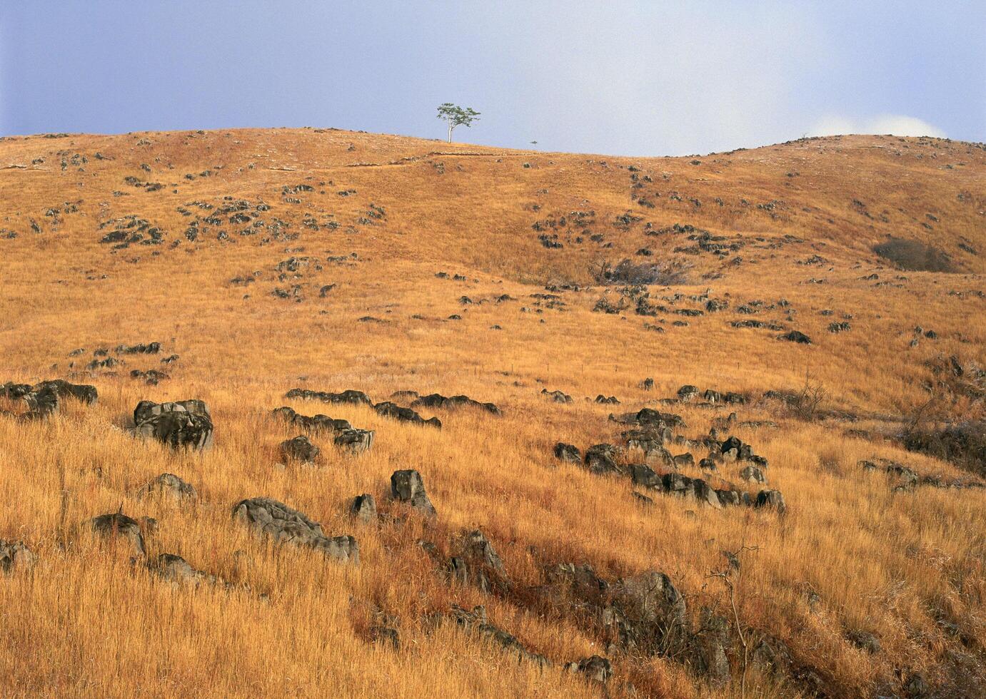 A lone tree on a hillside photo