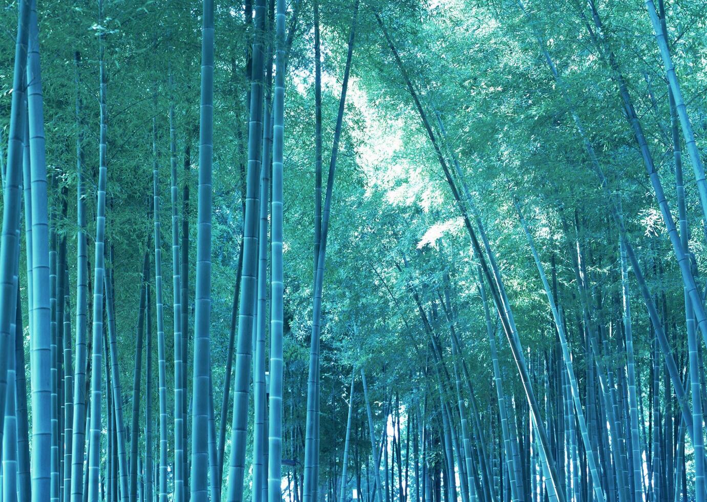 A large group of tall bamboo trees in a forest photo